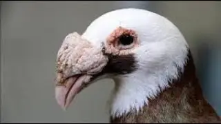Tumble Pigeon Mobile Game Bird KRAL BIRD TV