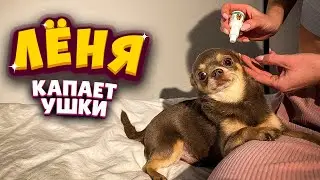 Лёня капает ушки