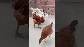 chickens being grown on pure organic feed