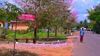 அருமையான பூ வேனில் காலம்....நம்ம ஊரிலே/mullaitiv
