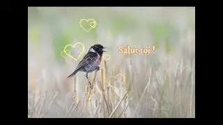 Bird salut toi