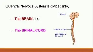NERVOUS SYSTEM (CNS) by Gloria Robert