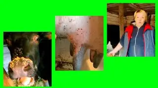 ГАДЫ СОЖРАЛИ МОЮ КОРОВУ!