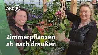 Zimmerpflanzen im Sommer nach draußen stellen | MDR Garten