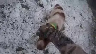 21. 11. 17  ВАЛЬДШНЕП 2017