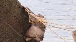 Charlie tries to get out of the water