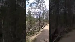 Only two kinds of trees