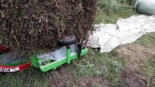Заготавливаем сенаж с красного клевера.