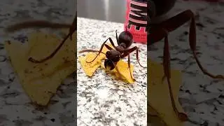 La Hormiga Gigante!