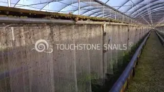 Τα μικρά σαλιγκάρια στις φάρμες της Touchstone Snails Technologies LTD (2)