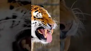 The Most Shocking Video of a Tiger's Jaws You'll Ever See! 🐯🤯 #shorts #short #viral