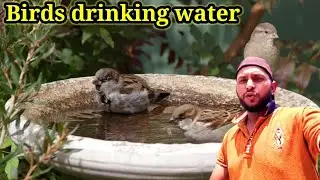 birds drinking water in summer||birds drinking water video||babar bhai