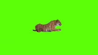 Resting tiger green screen