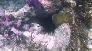 South Florida Marine Life