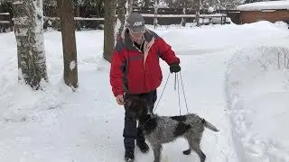 How to Properly Train a Dog to 