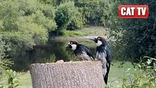 Cat TV | 🍃 Nature's Playground: Watch Birds, Squirrels, & Rabbits | Nature Compilation | Dog TV