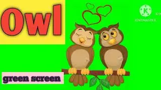 Owl green screen video.