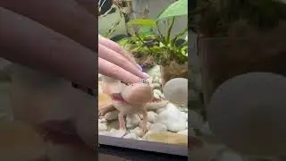 Never do this if you have an axolotl! 