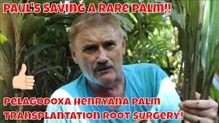 Very Careful Pelagodoxa henryana Palm Tree Transplantation Surgery🌴🌴🌴
