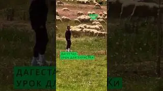 The Dagestani 