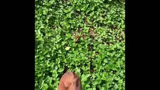 Kauai Boys Day Hare and Hound Prep GIMC