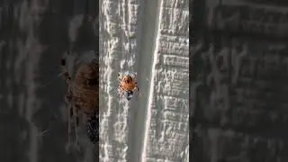 Spidey Having a Good Meal?!
