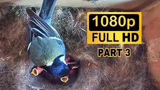 Great Tit Nesting Box - 10 Chicks were Born - Part 3