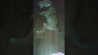 Лемми и Тохтомышка радуются полувековому юбилею лучшего из людей.