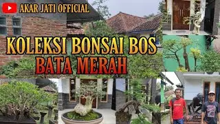 MENGINTIP KOLEKSI BONSAI TERBAIK | SI BOS