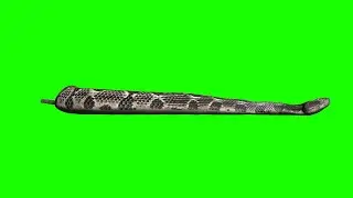 ˇRealistic Rattlesnake Tail on Green Screen | FREE VFX Element