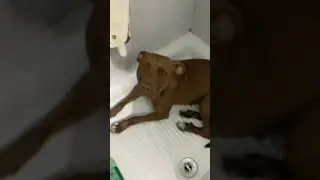 Il mio cane ha pura del vento