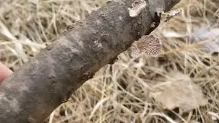 A mushroom that eats people?! Split Gill Fungus in the wild!