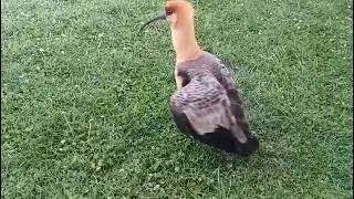 Dimitri, a broken wing led him to find a new family