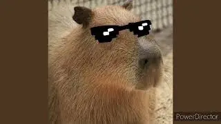 The Capybara Song (1Hour Version)