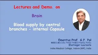 34  Blood supply by central branches   Internal Capsule