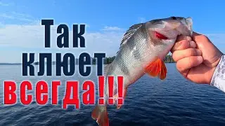 НА ЧТО ЛОВИТЬ ЕСЛИ НЕ КЛЮЁТ?! ТЕСТ СПИННИНГА ОТ CF Arion ASRE832LS!
