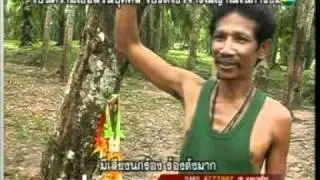 ต้นไม้มีเส้นผม