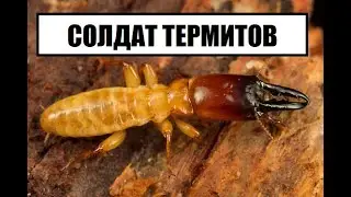 Огромный солдат домашних термитов! Зачем он нужен? (Zootermopsis angusticollis)