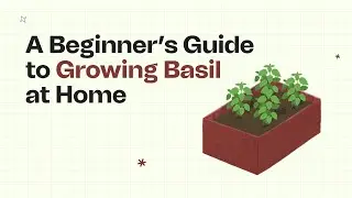 Grow Fresh Green Basil at Home from Seeds in Grow Bags: Easy Steps for a Flavorful Herb Garden