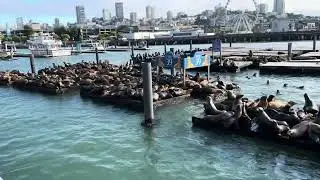 Pier 39 and Watching the Sea Lions 🦭🦭🦭🦭San Francisco, California