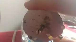 6 Speed Table Fan