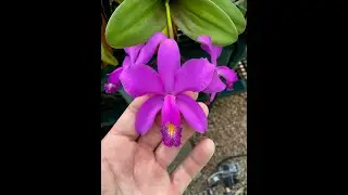 Bifoliate Cattleya care