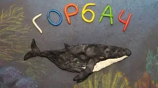 Горбач.  Megaptera novaeangliae.  Пластилиновый познавательный мультфильм.  Plasticine Animation.