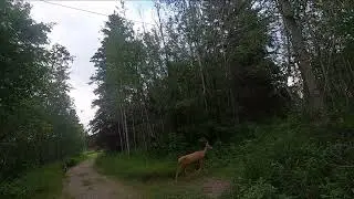 Deer Encounter Wabamun Lake Provincial Park