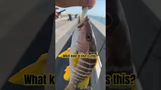 What Kind of Fish is This?