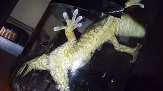 Tokek