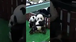 Cute Panda 🐼 #shorts #trending #discovery #panda #pandashort #cutepanda