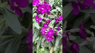 UC Davis Arboretum Teaching Nursery. California.