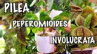 [Plant Tito ng Japan] PILEA PEPEROMIOIDES/INVOLUCRATA CARE TIPS
