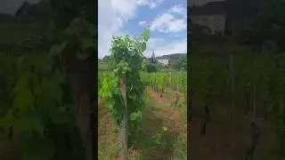 🇱🇺🍷 Виноградники Гревенмахер🏞️ Люксембург 🍇🍾